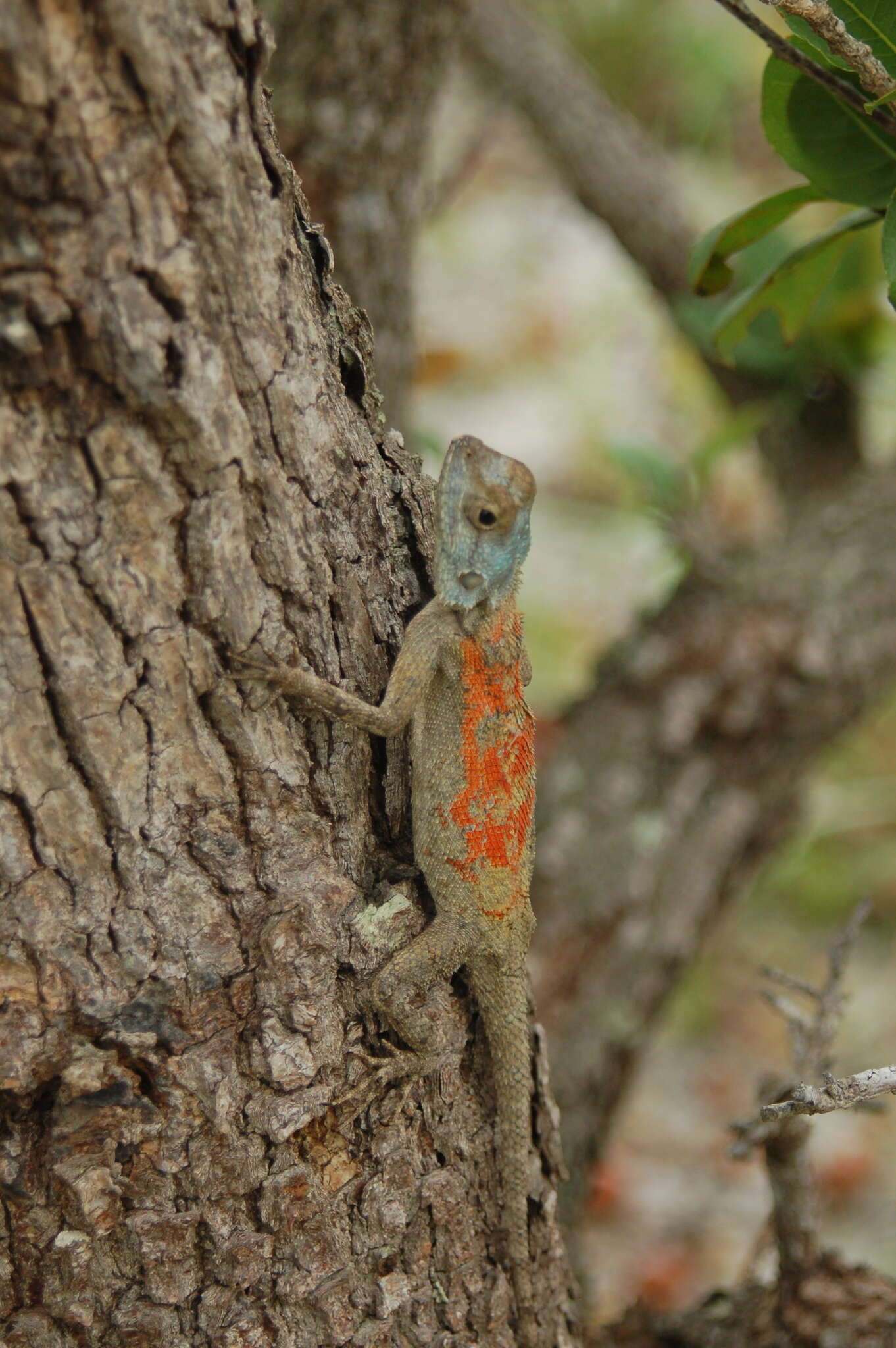 Image of Mozambique Agama