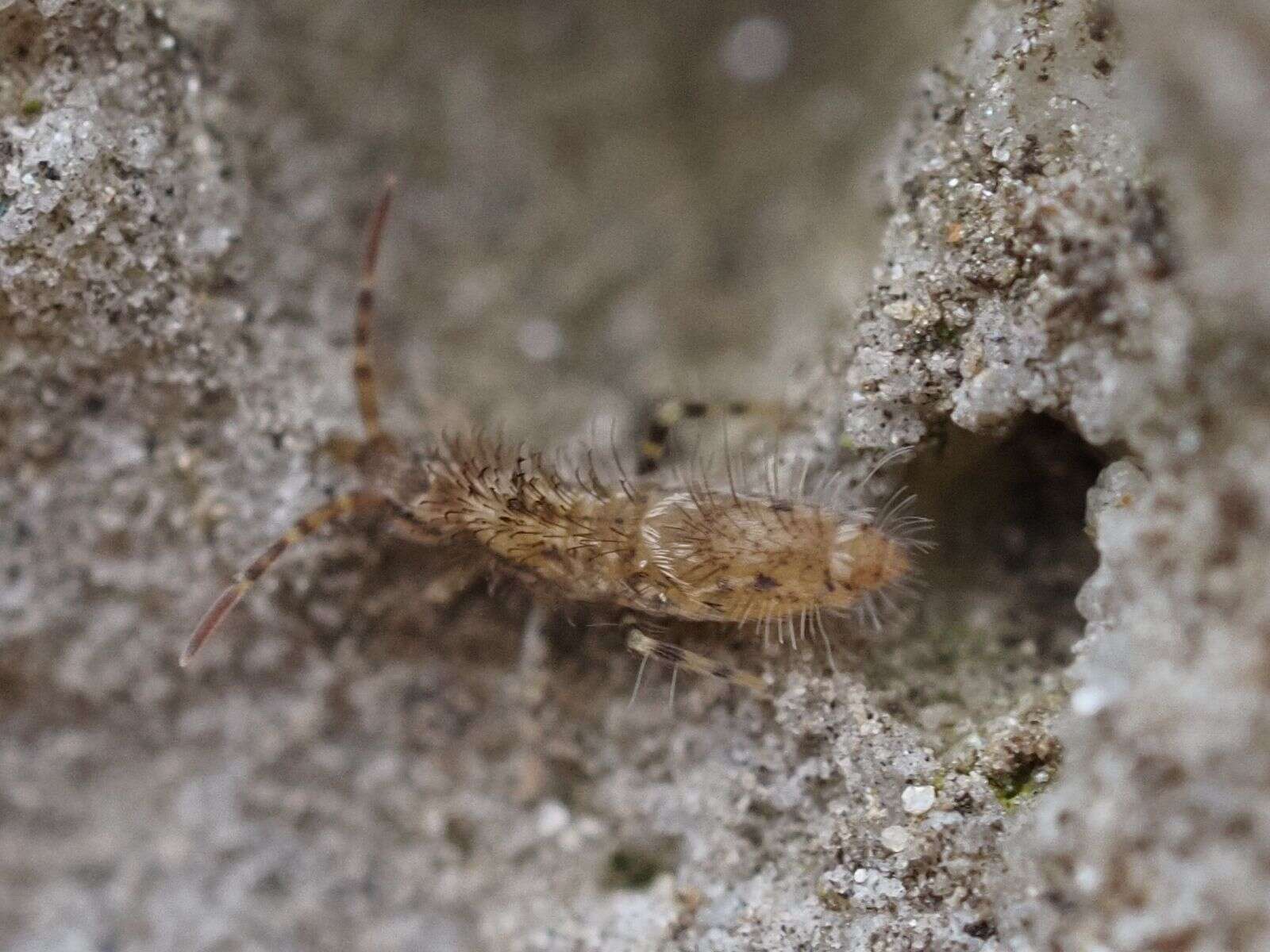 Image of Entomobrya dorsalis Uzel 1891