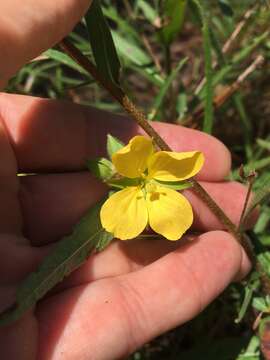 Image of spindleroot