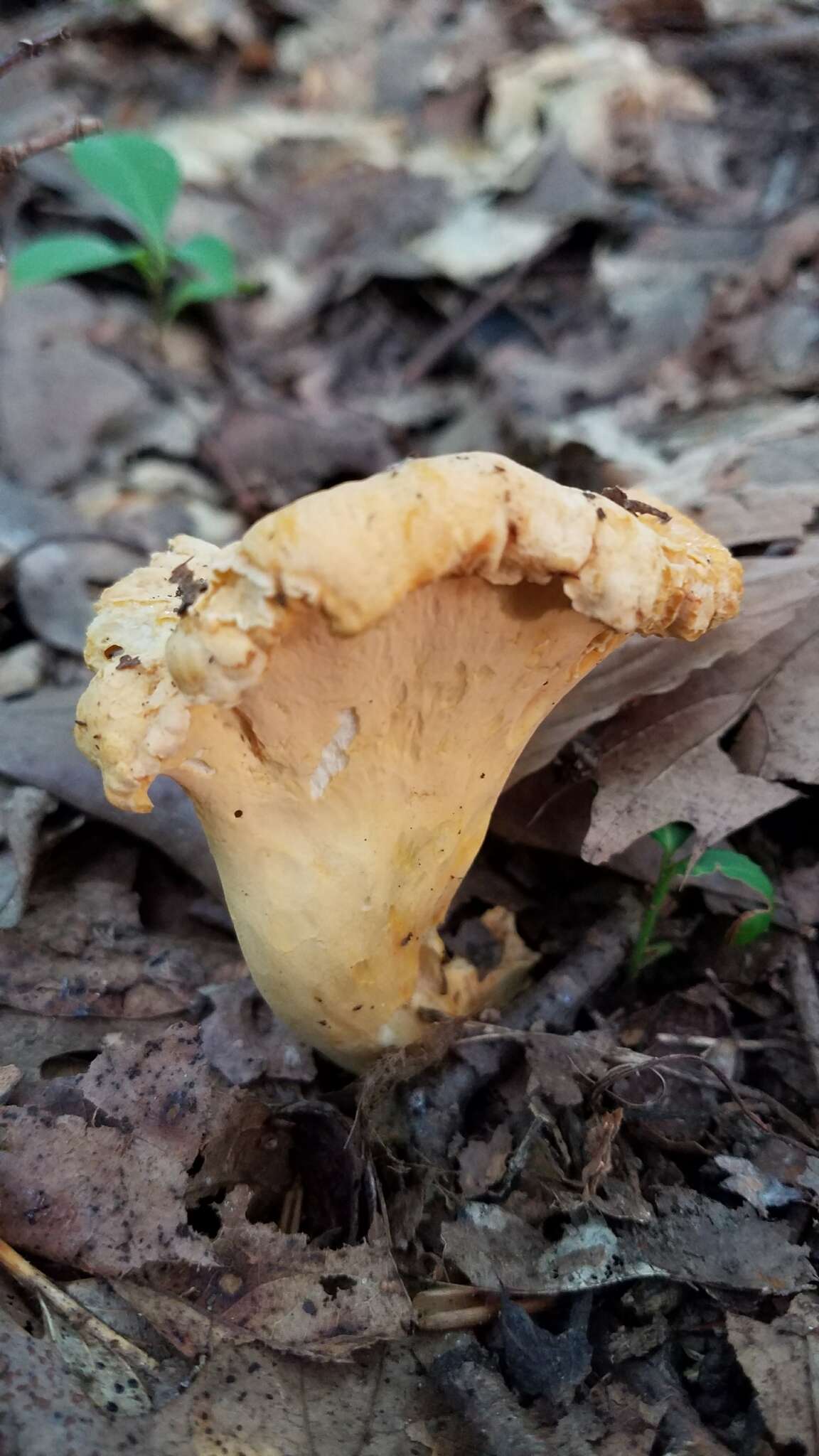 Image of Cantharellus lateritius (Berk.) Singer 1951