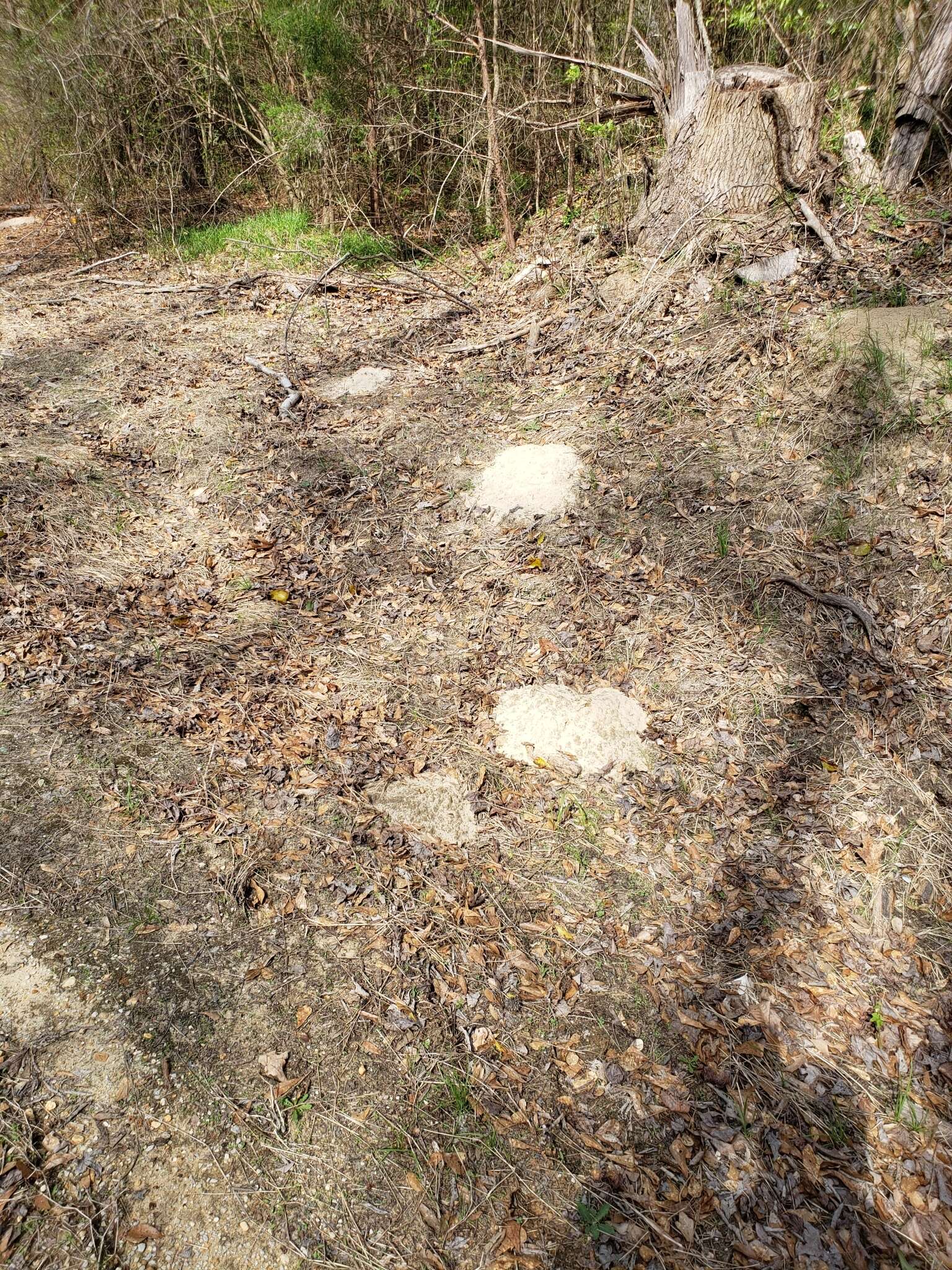 Image of southeastern pocket gopher