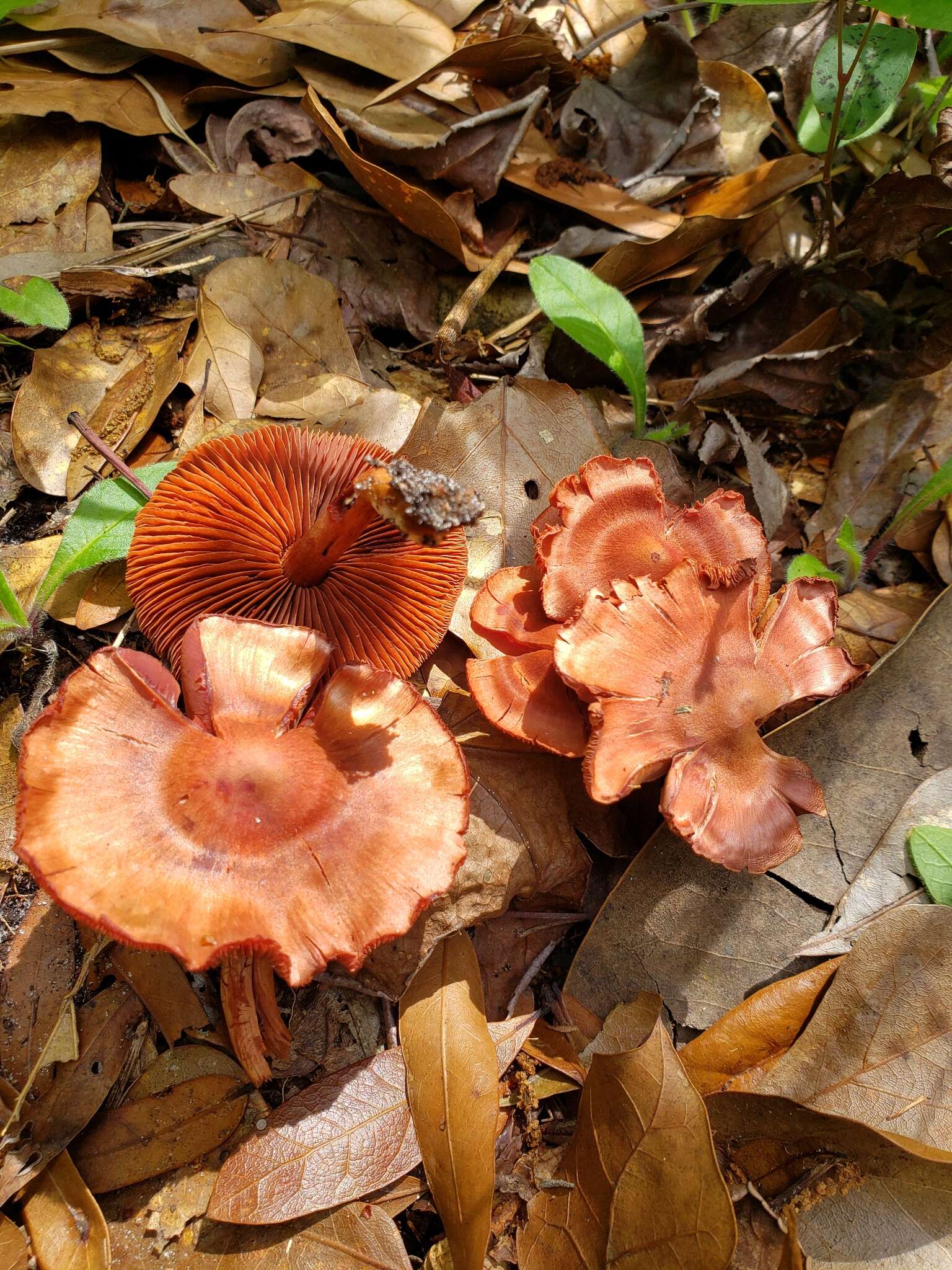 Cortinarius marylandensis (Ammirati) Ammirati, Niskanen & Liimat. 2013的圖片