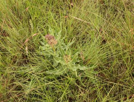 Image de Xysmalobium stockenstromense Scott Elliott