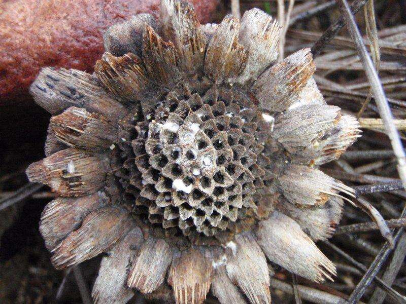 Image of Protea scorzonerifolia (Salisb. ex Knight) Rycroft