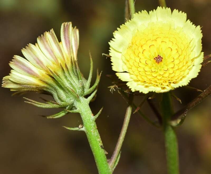 Imagem de Tolpis umbellata Bert.