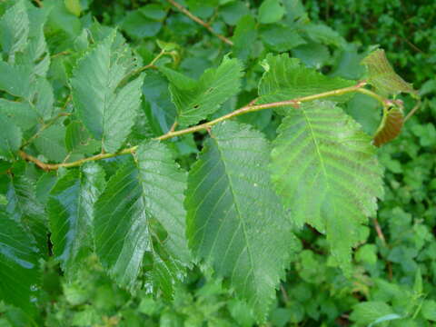 Image of Small-leaved Elm