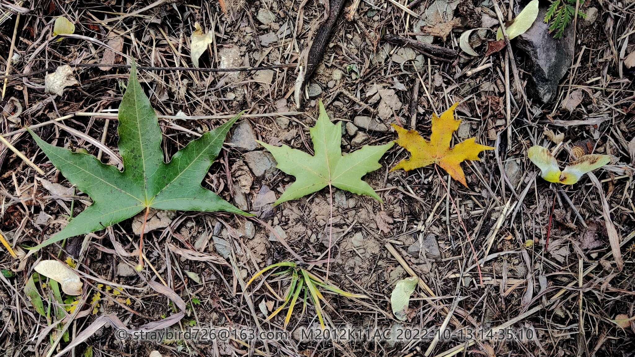 Sivun Acer truncatum Bunge kuva