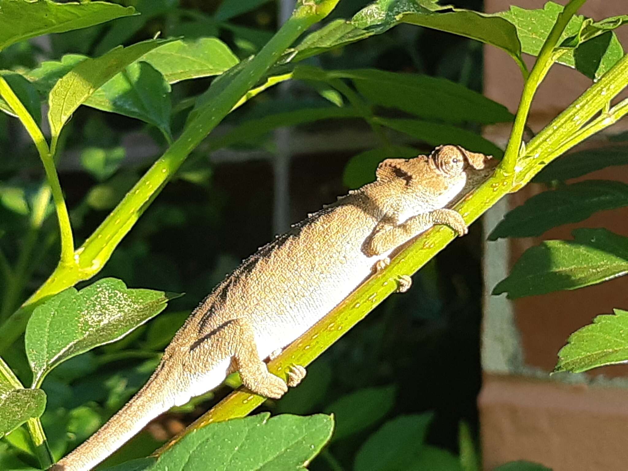 Image of Dhlinza Dwarf Chameleon