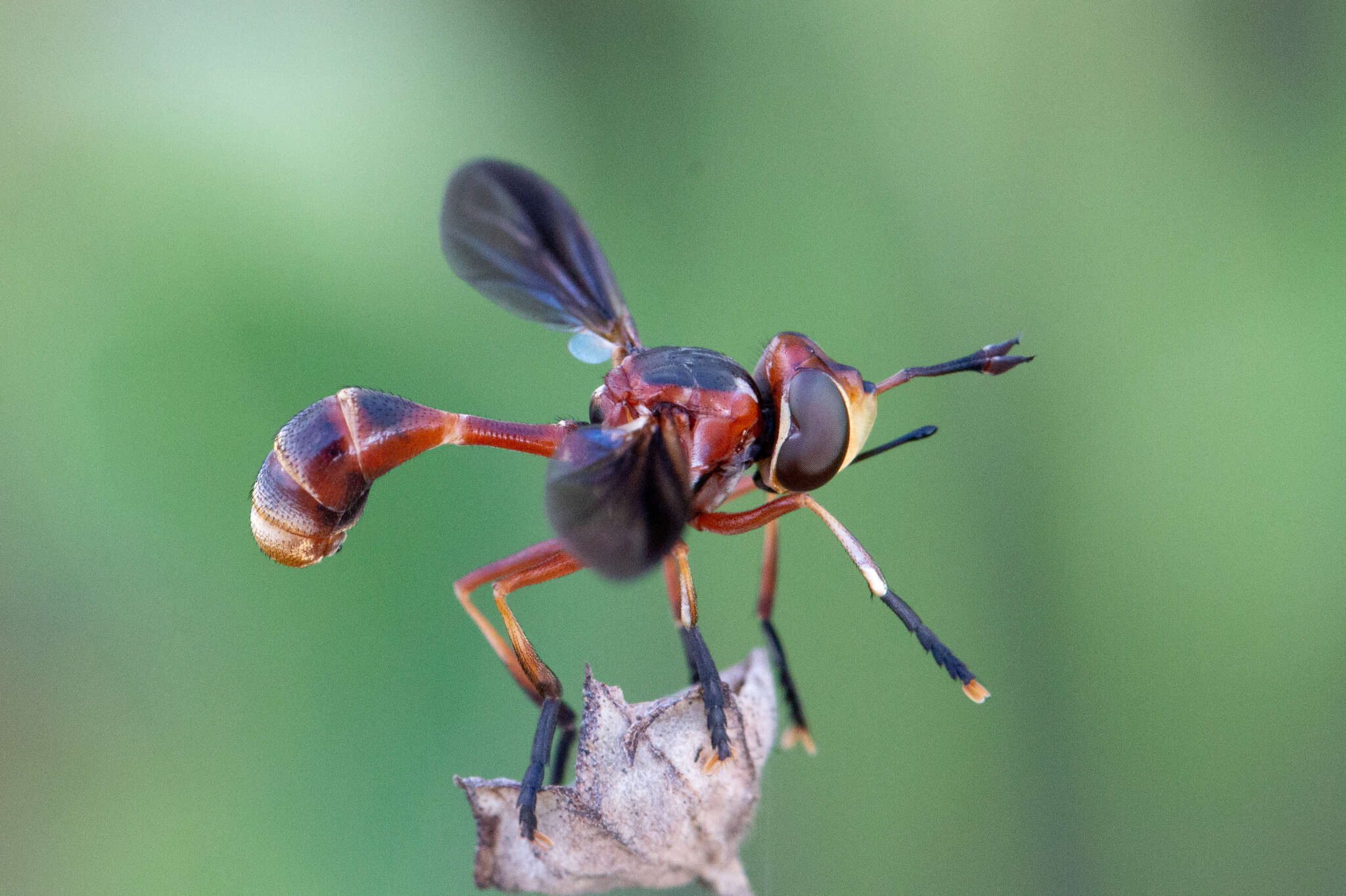 Sivun Physoconops fronto (Williston 1885) kuva