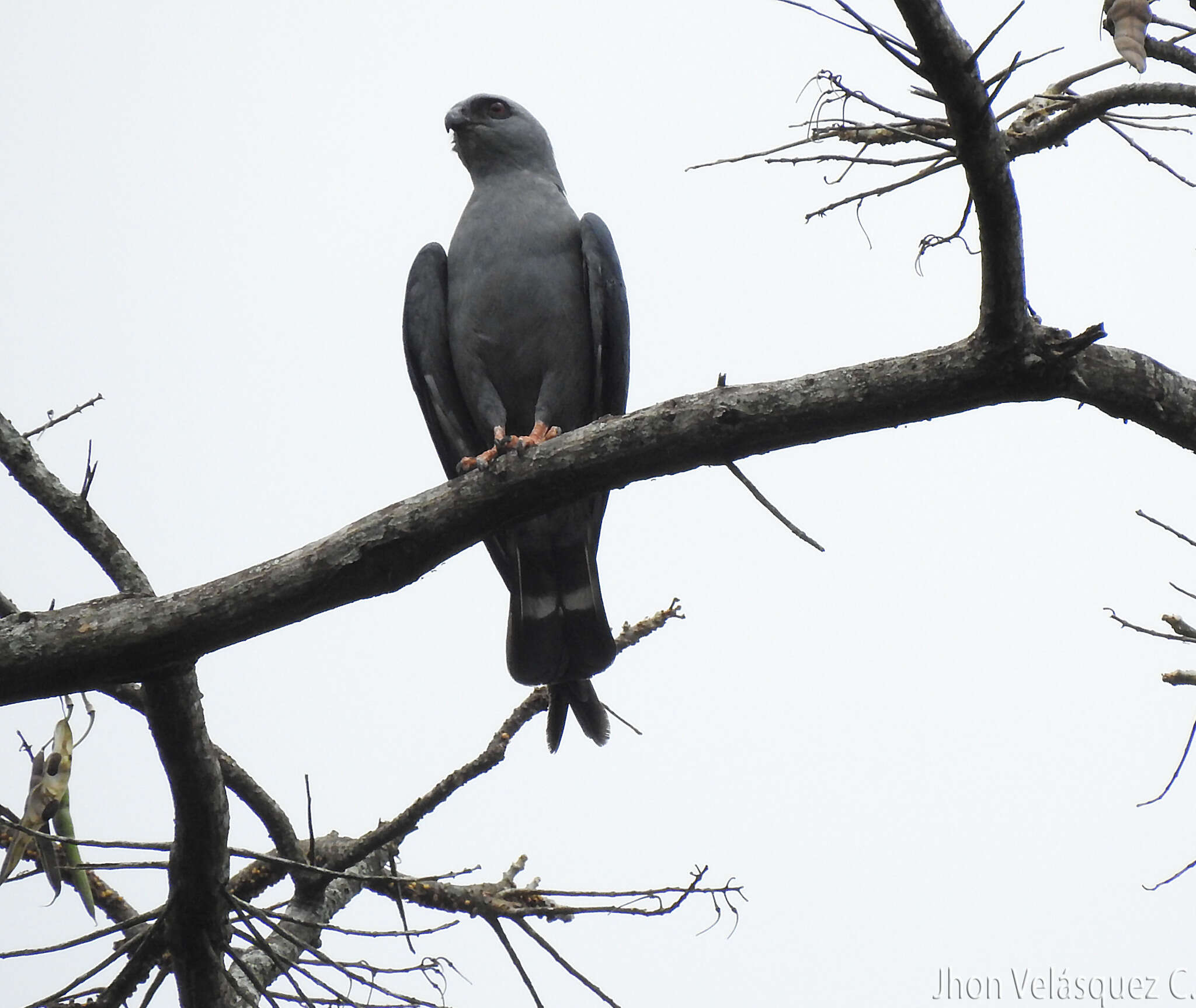 Image of Plumbeous Kite