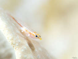 Image of Michel's ghost goby