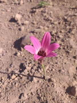 Image of Rhodophiala andicola (Poepp.) Traub