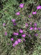 Image of Geranium robustum Kuntze