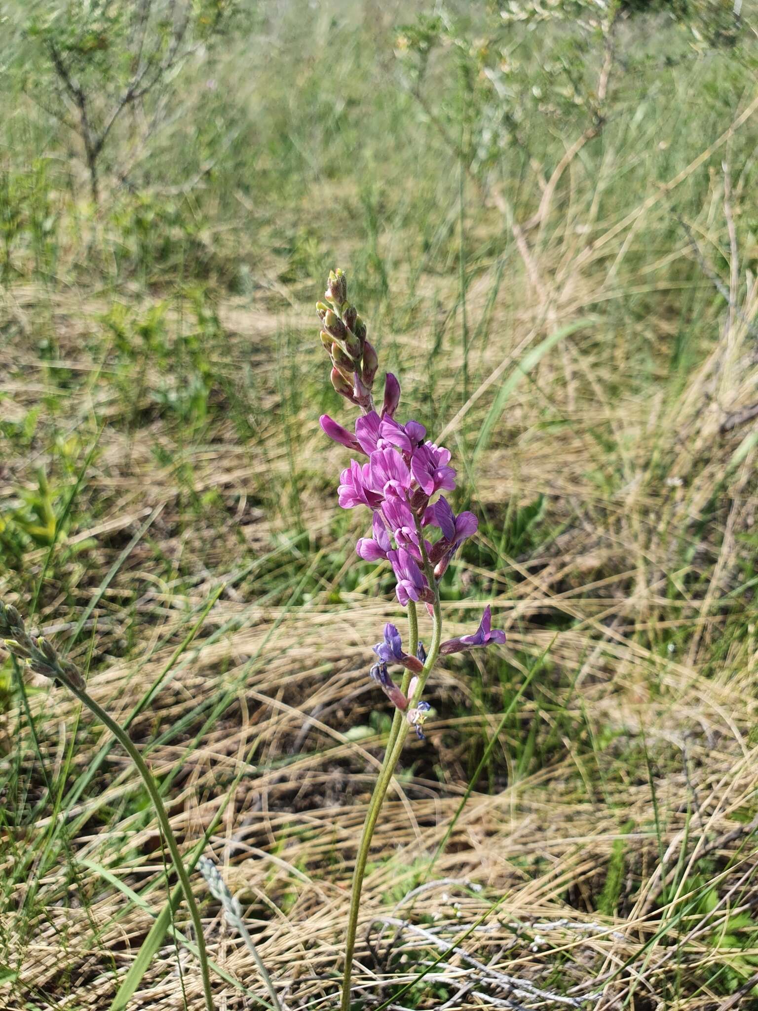 Image of Oxytropis knjazevii