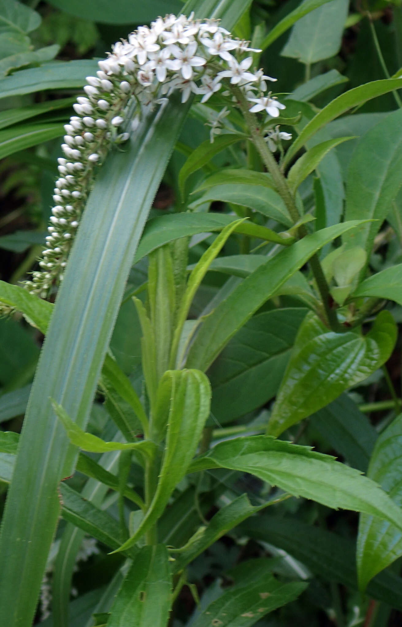 Lysimachia barystachys Bunge resmi