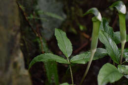 Image of Arisaema grapsospadix Hayata