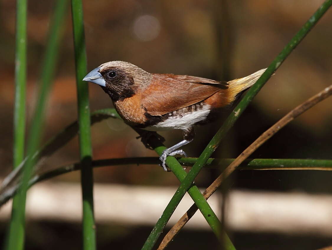 Image of Chestnut-breasted Mannikin