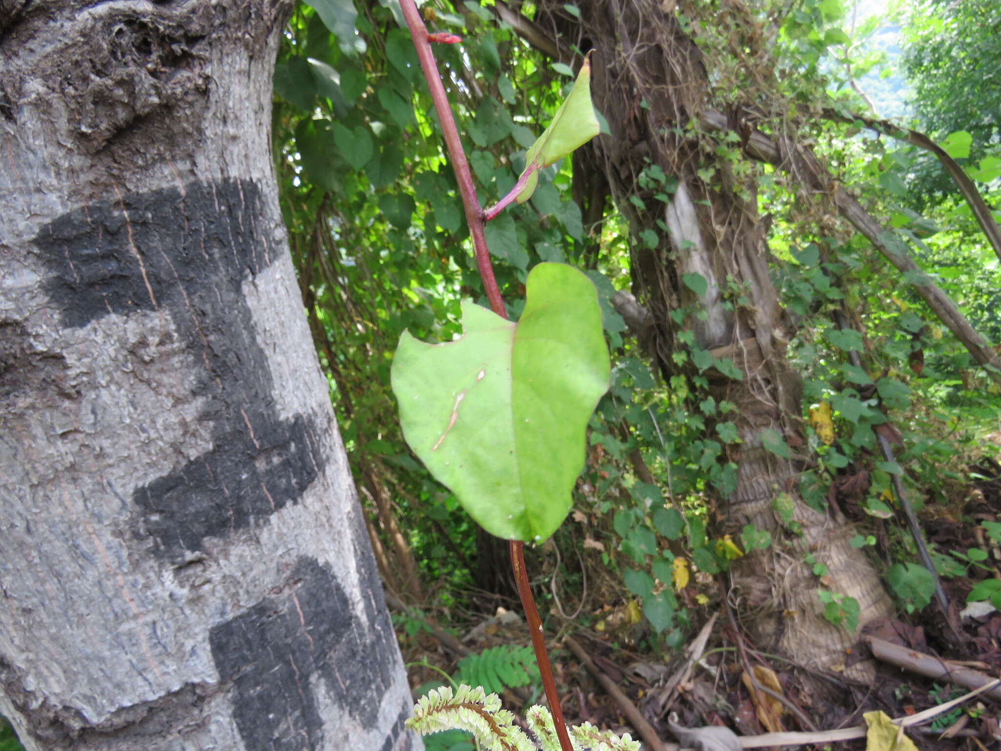 Image de Anredera vesicaria (Lam.) Gaertn. fil.