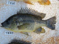 Image of Chilwa tilapia