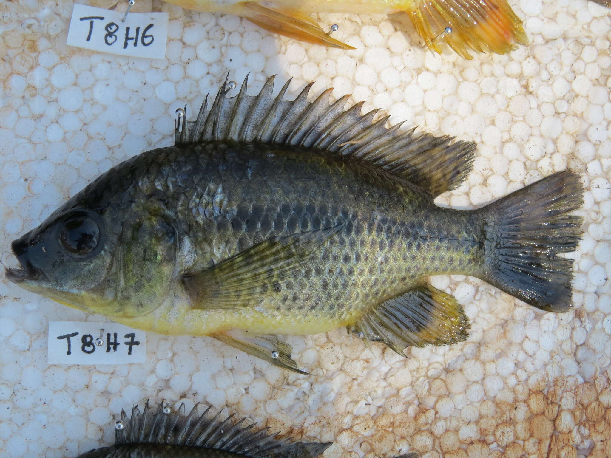 Image of Chilwa tilapia