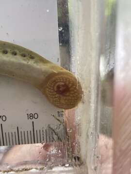 Image of Ohio lamprey