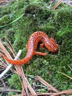 Image of Red Salamander