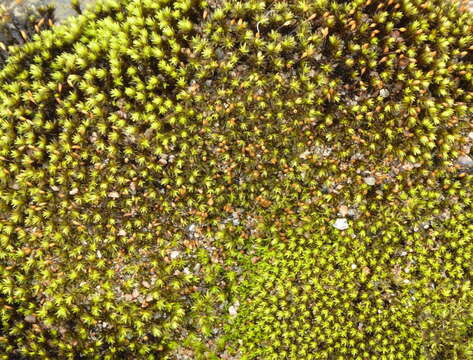 Image of racomitrium moss