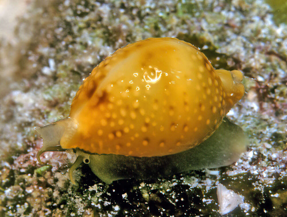 Image of treblespotted cowrie