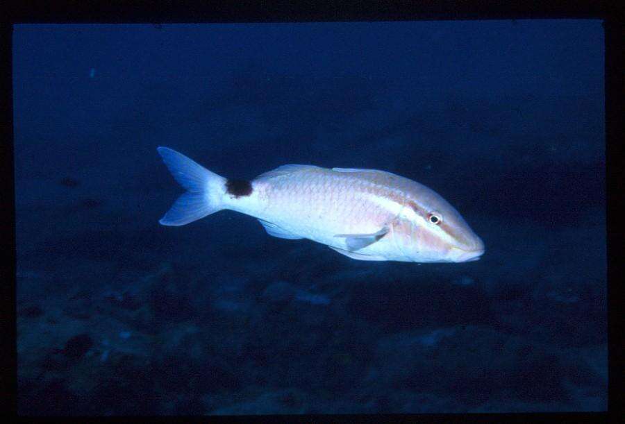 Image of Blacksaddle goatfish