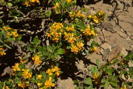 Image of Berberis montana C. Gay