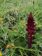 Orobanche sanguinea C. Presl的圖片