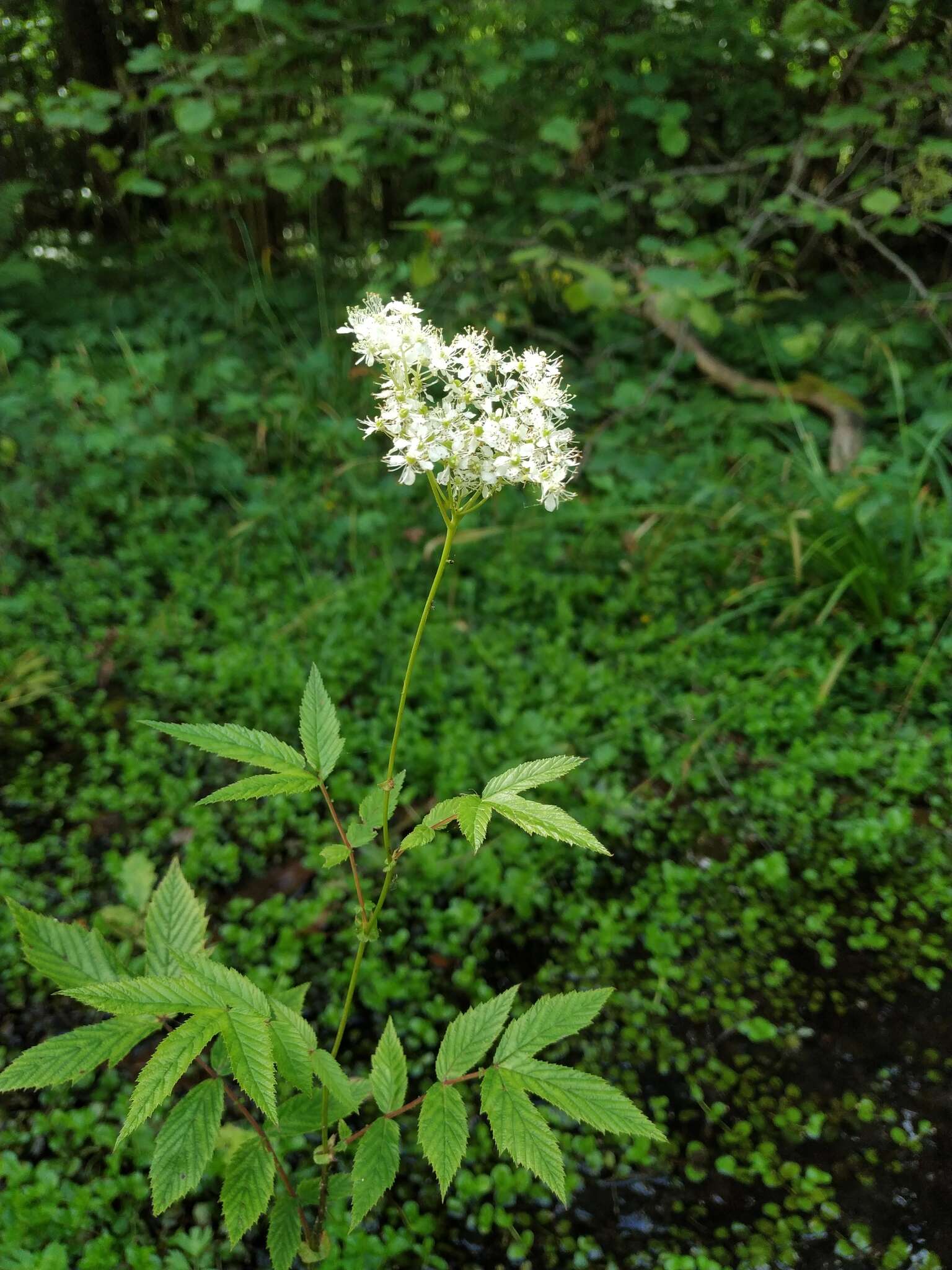 Plancia ëd Filipendula ulmaria subsp. denudata (J. & C. Presl) Hayek