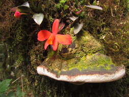 Image of Scarlet Cattleya