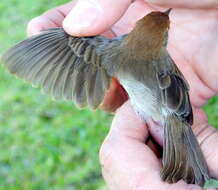 Imagem de Cisticola fulvicapilla fulvicapilla (Vieillot 1817)