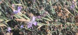 Image of Dianthus ciliatus Guss.