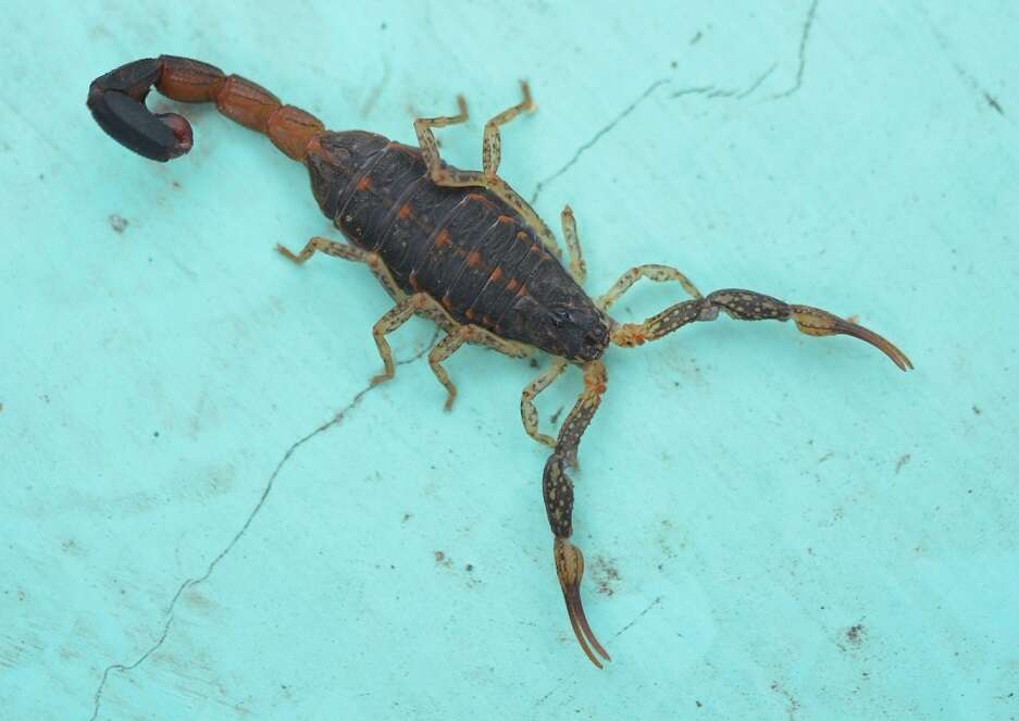 Image of Centruroides chamulaensis Hoffmann 1932