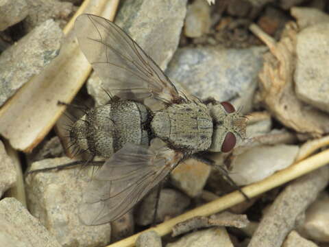 صورة Microphthalma europaea Egger 1860