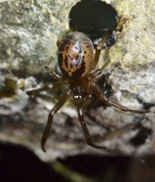 صورة Steatoda nobilis (Thorell 1875)