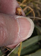 Image of Erigeron cardaminifolius (Kunth) Wedd.