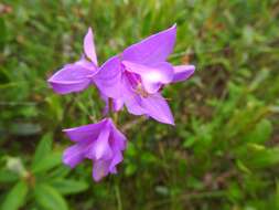 Calopogon tuberosus (L.) Britton, Sterns & Poggenb.的圖片