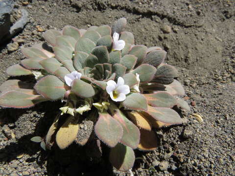 Image of Viola rosulata Poepp. & Endl.