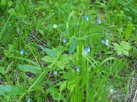 Image of northern bluebells