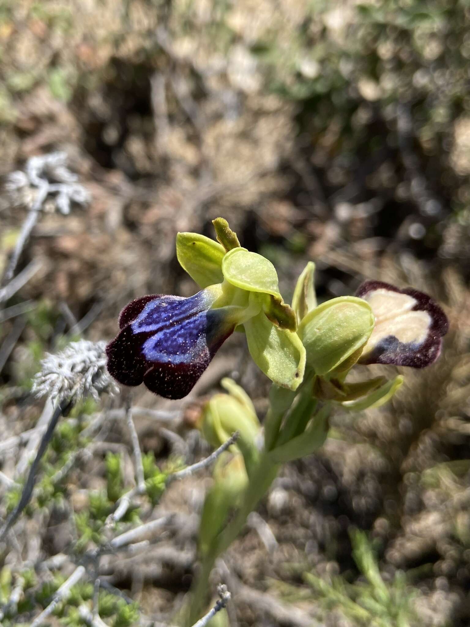 Image of Ophrys fusca subsp. iricolor (Desf.) K. Richt.