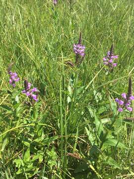 Imagem de Physostegia parviflora Nutt. ex A. Gray