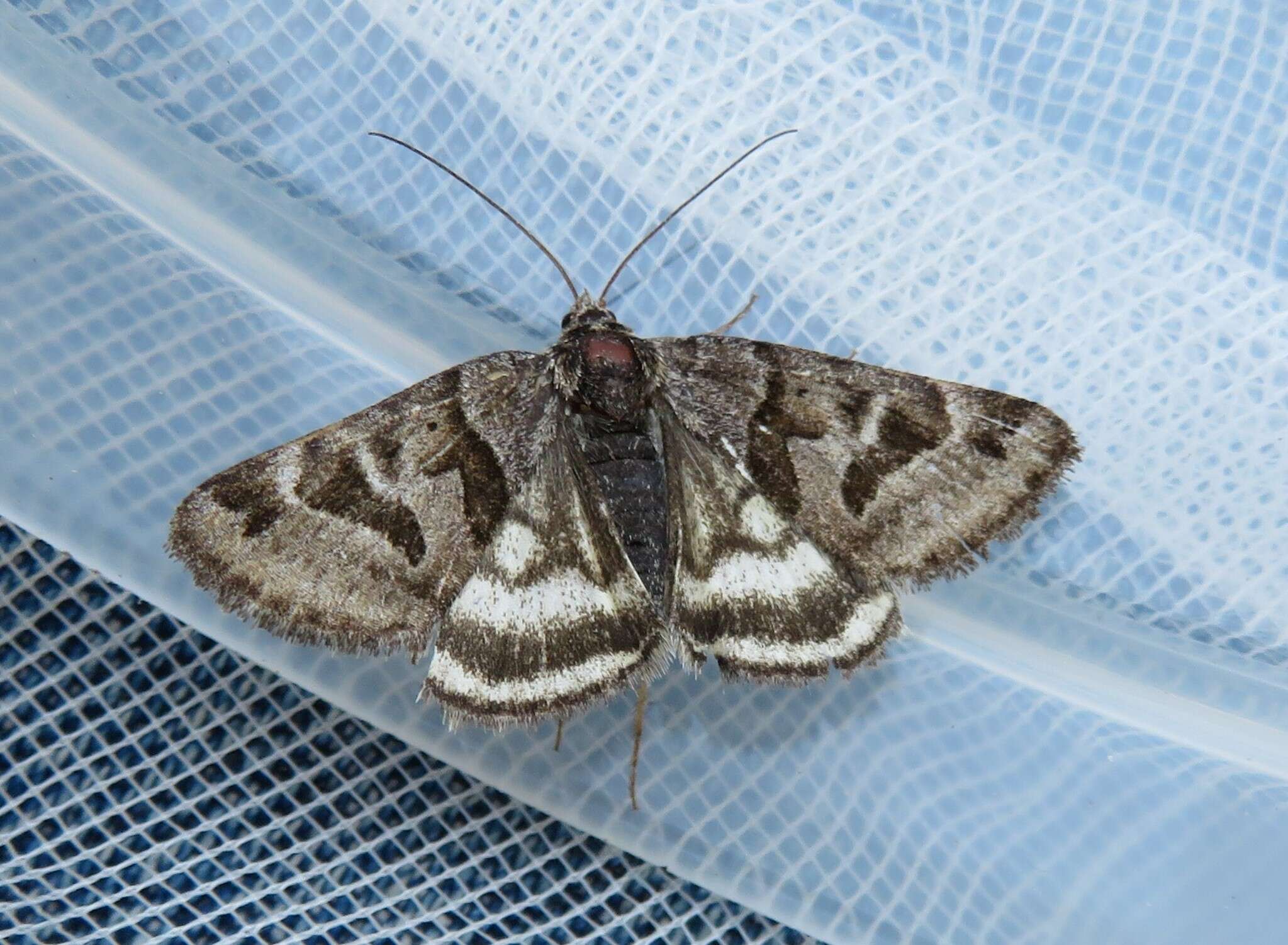 Image of Banded Grass-moth