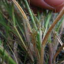 Image of fall rosette grass