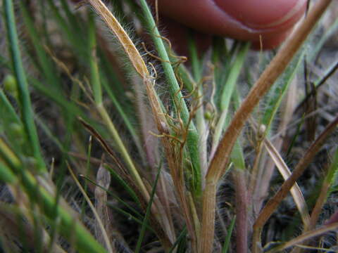 Image de Panicum wilcoxianum Vasey