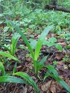 Image of Carex siderosticta Hance