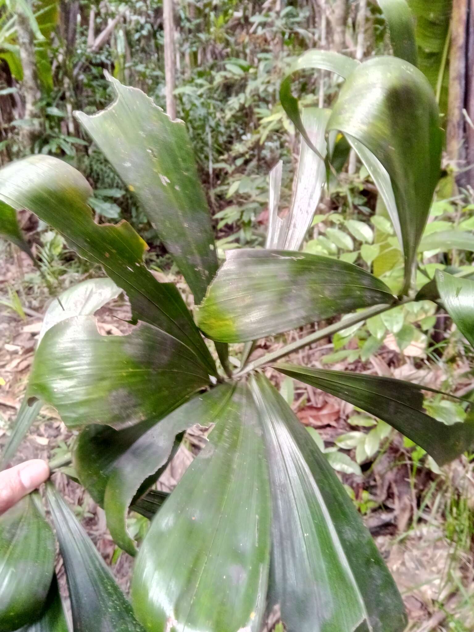 Image of Dypsis pinnatifrons Mart.