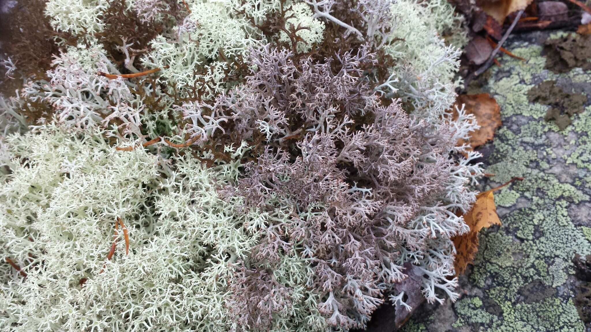 Image of reindeer lichen